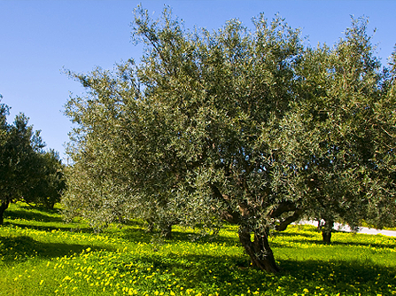 Olivos de Finca CayÃ© - Aceite de oliva PiuquÃ©